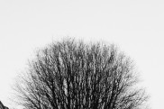 The tree of life